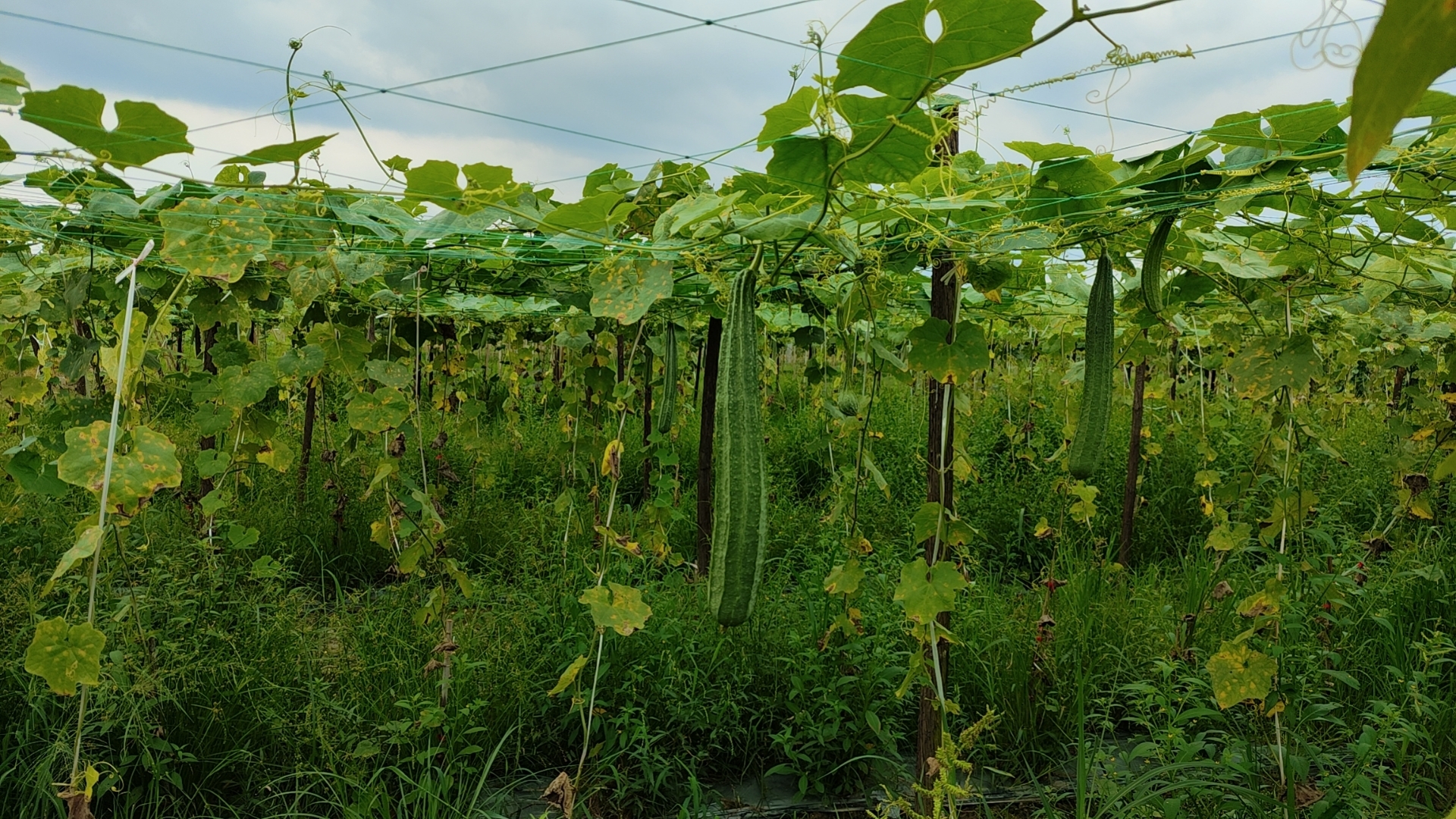 k8����������Ӯ�ҡ�һ������(�й���)�ٷ���վ